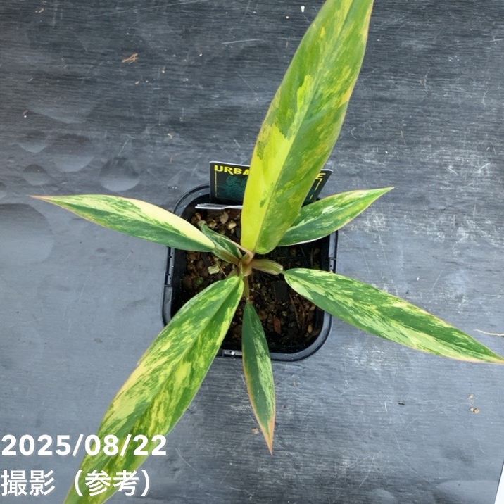 秋セール対象商品】【現品お届け】フィロデンドロン キャラメル