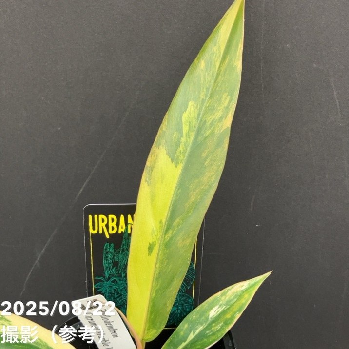 秋セール対象商品】【現品お届け】フィロデンドロン キャラメル