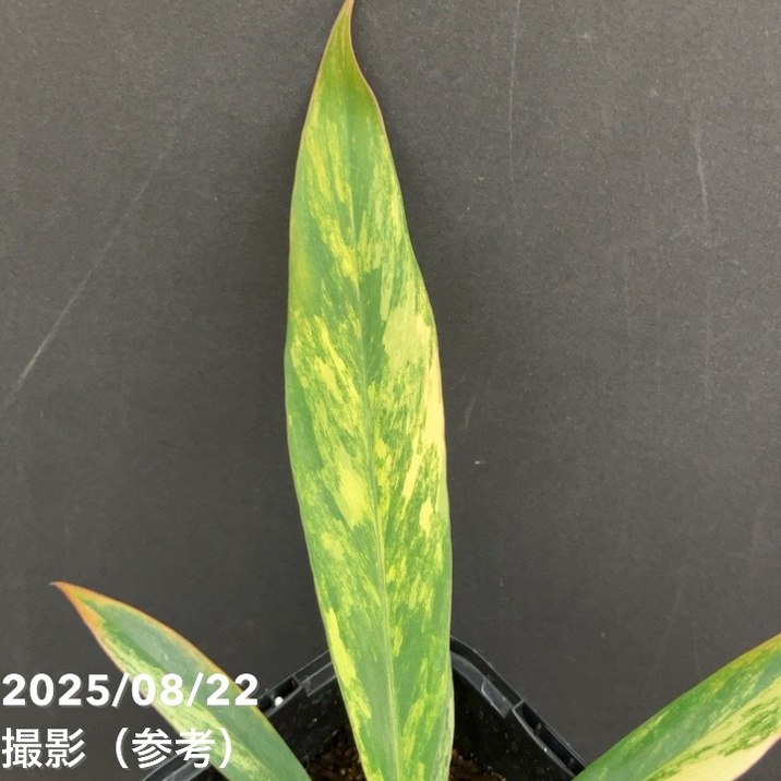 期間限定10％OFF！】【現品お届け】フィロデンドロン キャラメル