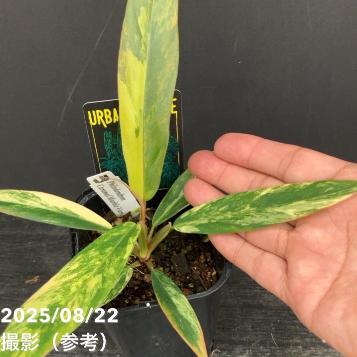 秋セール対象商品】【現品お届け】フィロデンドロン キャラメル