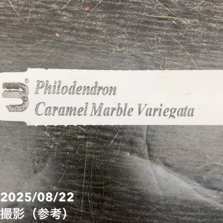 【現品お届け】フィロデンドロン キャラメルマーブル 3.5号(1)|観葉10-TU
