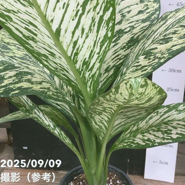 ディフェンバキア ホワイト 7号 ディフェンバキア・ティキ 7号 - 植物と暮らす m-plant