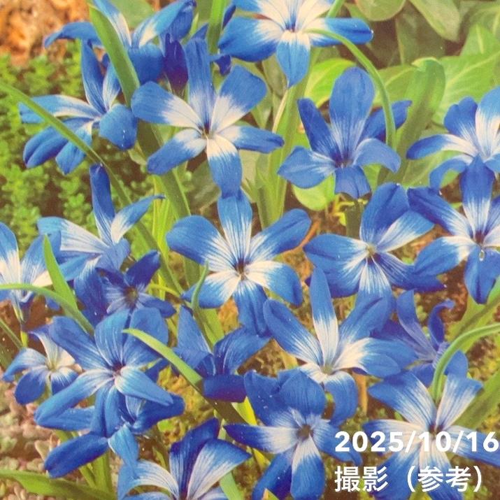 テコフィレア シアノクロッカス 2球入り×2袋セット｜球根04-PA | タネ