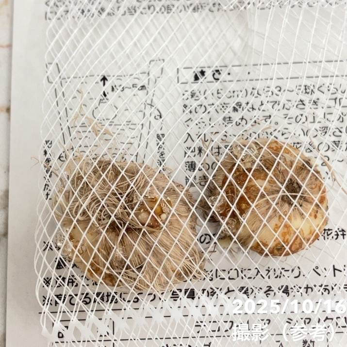 テコフィレア シアノクロッカス 2球入り×2袋セット｜球根04-PA | タネ