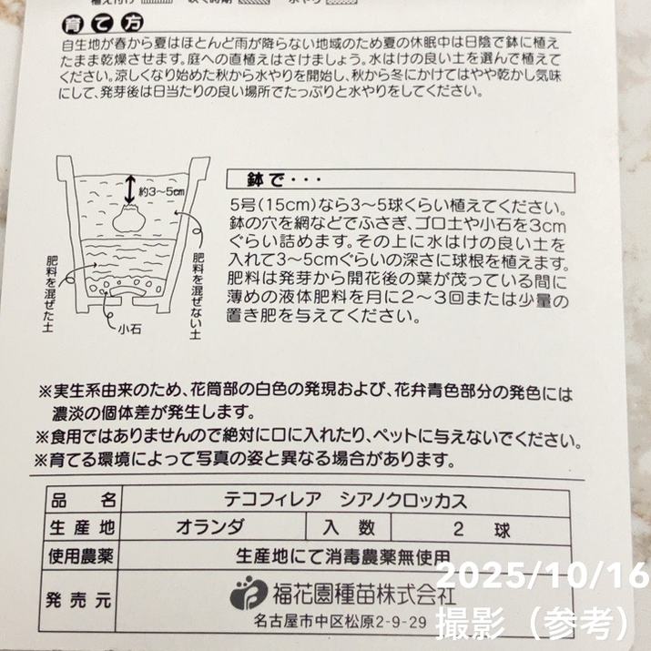 テコフィレア シアノクロッカス 2球入り×2袋セット|球根04-PA