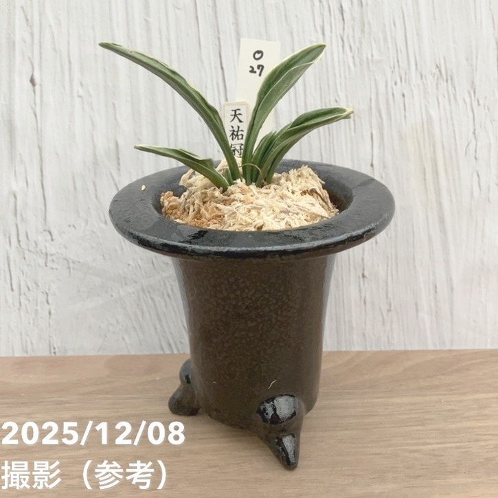 現品お届け】豊明園 万年青 オモト 天祐冠 陶器鉢（O27）｜観葉10-TU