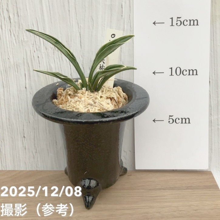 現品お届け】豊明園 万年青 オモト 天祐冠 陶器鉢（O27）｜観葉10-TU