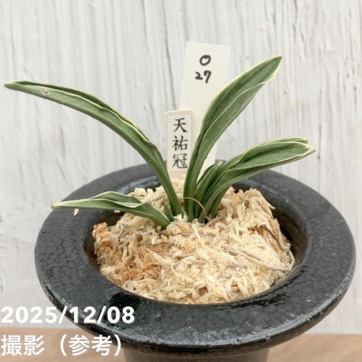 現品お届け】豊明園 万年青 オモト 天祐冠 陶器鉢（O27）｜観葉10-TU