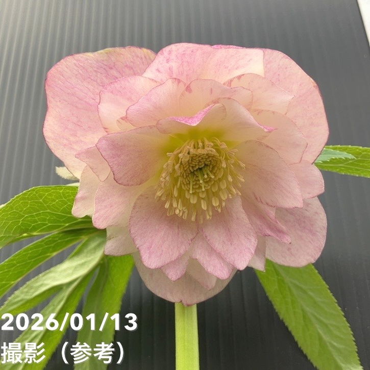 一点物】堀切園 クリスマスローズ ウィンターシンフォニー しぼり 5