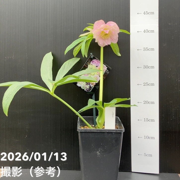 一点物】堀切園 クリスマスローズ ウィンターシンフォニー しぼり 5