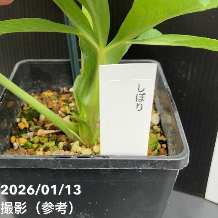 決算P5倍！8/2まで】【一点物】堀切園 クリスマスローズ ウィンター