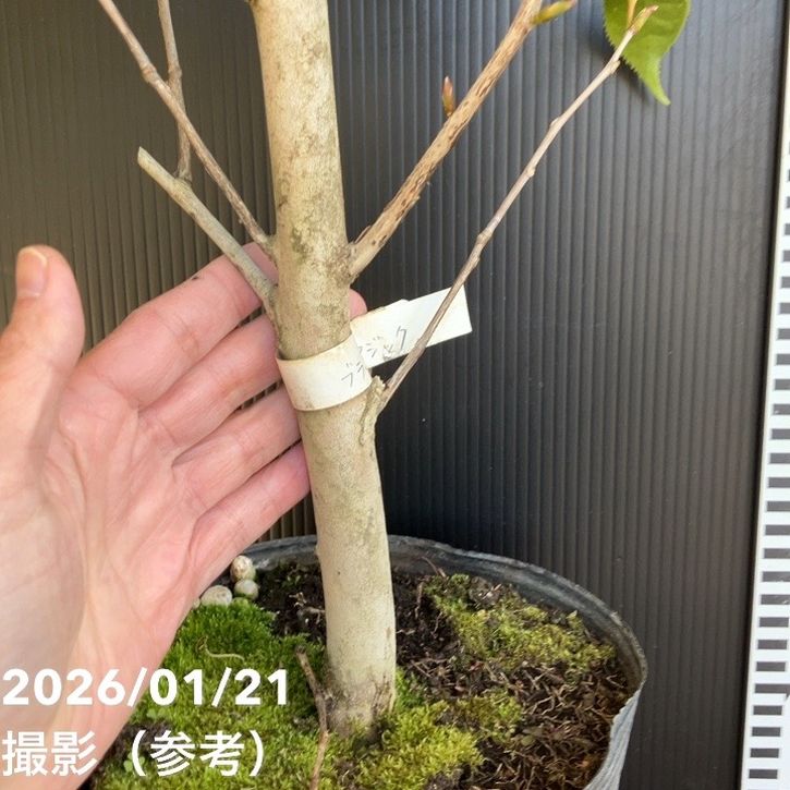 6666さん専用　ヤマコウバシ　　/ 790 現品お届け】椿 ツバキ 6号 ブラックマジック KM7［こだわりの前田