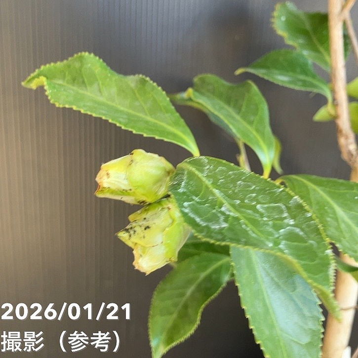 現品お届け】椿 ツバキ 6号 ブラックマジック MN7［こだわりの前田