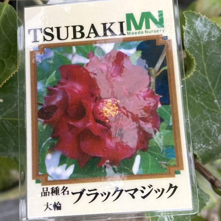 現品お届け】椿 ツバキ 6号 ブラックマジック MN7［こだわりの前田