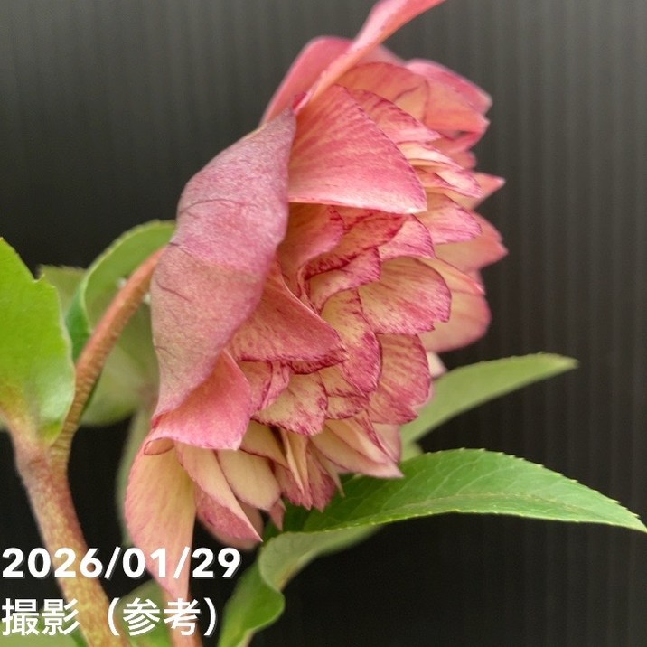 一点物】横山園芸 クリスマスローズ プリマドレス 4.5号（YK12）｜山野