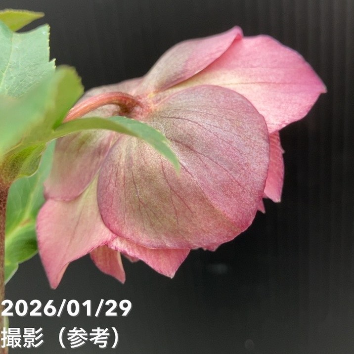 お買い得一点物咲き進み株】横山園芸 クリスマスローズ プリマドレス