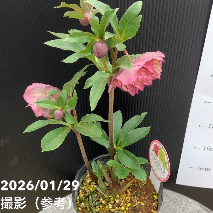 一点物】横山園芸 クリスマスローズ プリマドレス 4.5号（YK12）｜山野