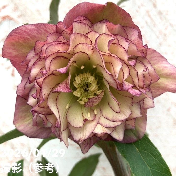 一点物】横山園芸 クリスマスローズ プリマドレス 4.5号（YK12）｜山野