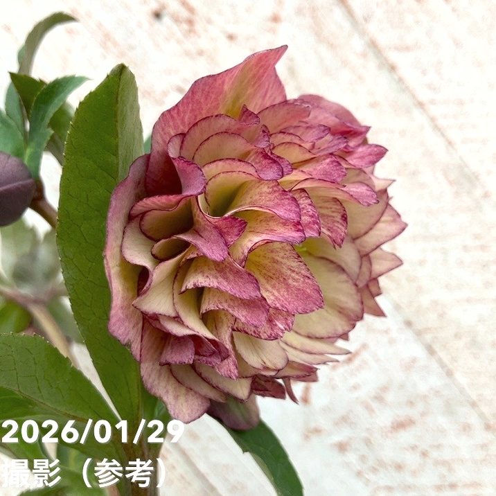 一点物】横山園芸 クリスマスローズ プリマドレス 4.5号（YK12）｜山野