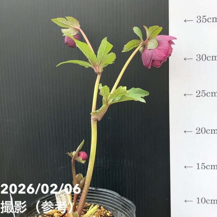 一点物】加藤農園 クリスマスローズ グロッシーカラー 4.5号（KT103