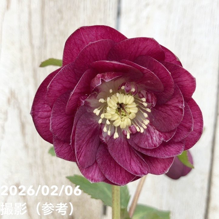 一点物】加藤農園 クリスマスローズ グロッシーカラー 4.5号（KT103