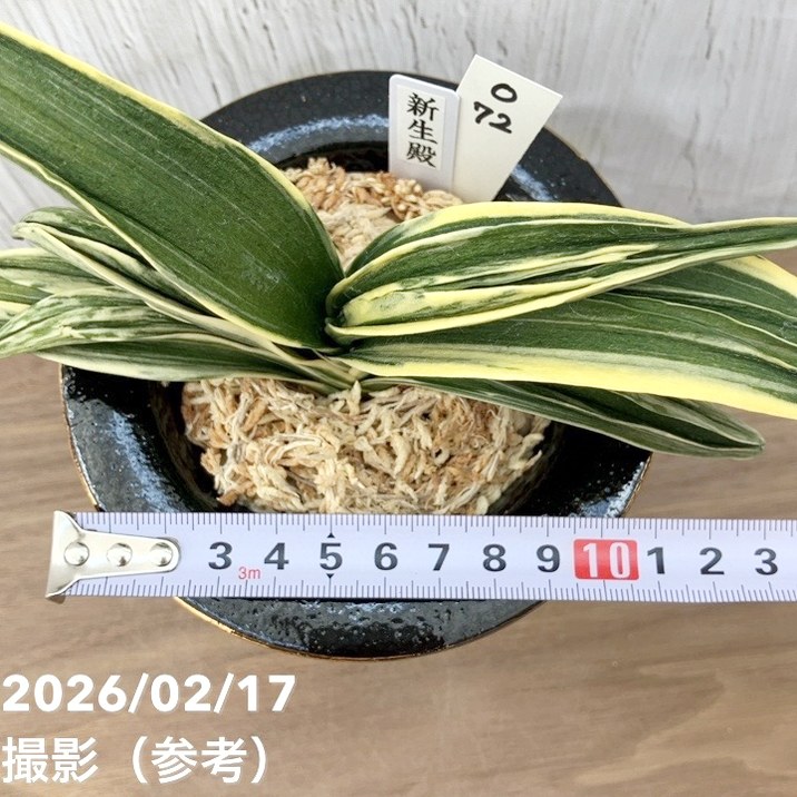 現品お届け】豊明園 万年青 オモト 新生殿（しんせいでん）錦鉢 龍