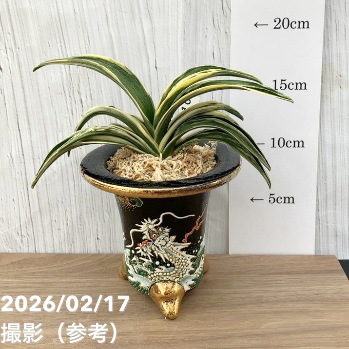 現品お届け】豊明園 万年青 オモト 新生殿（しんせいでん）錦鉢 龍