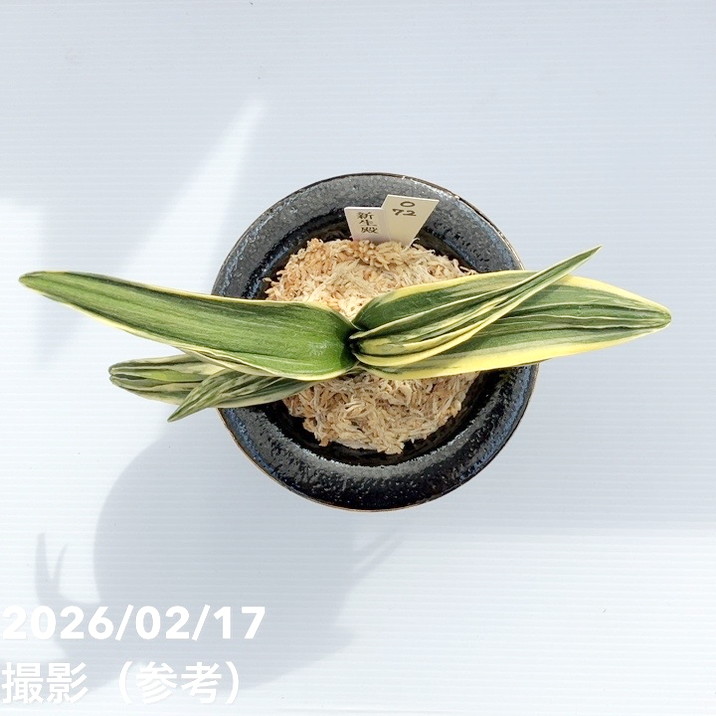 現品お届け】豊明園 万年青 オモト 新生殿（しんせいでん）錦鉢 龍