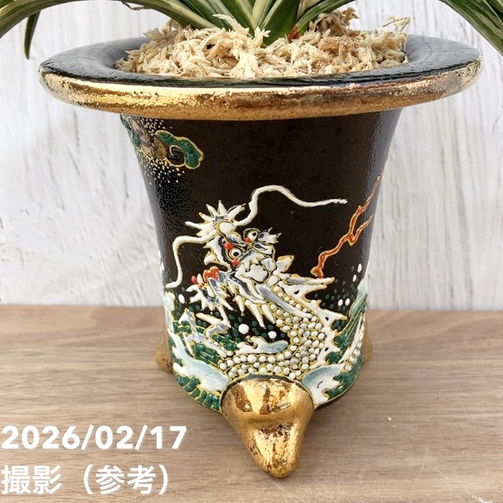 現品お届け】豊明園 万年青 オモト 新生殿（しんせいでん）錦鉢 龍