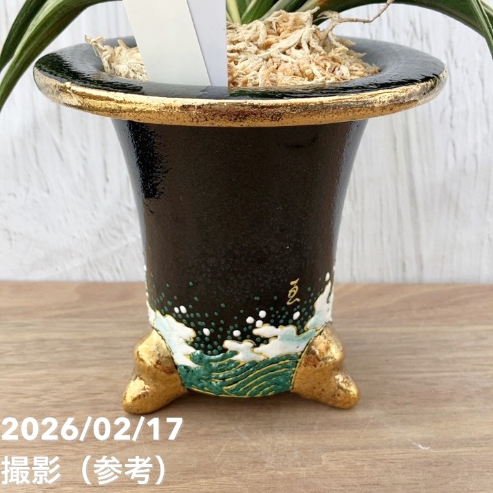 現品お届け】豊明園 万年青 オモト 新生殿（しんせいでん）錦鉢 龍