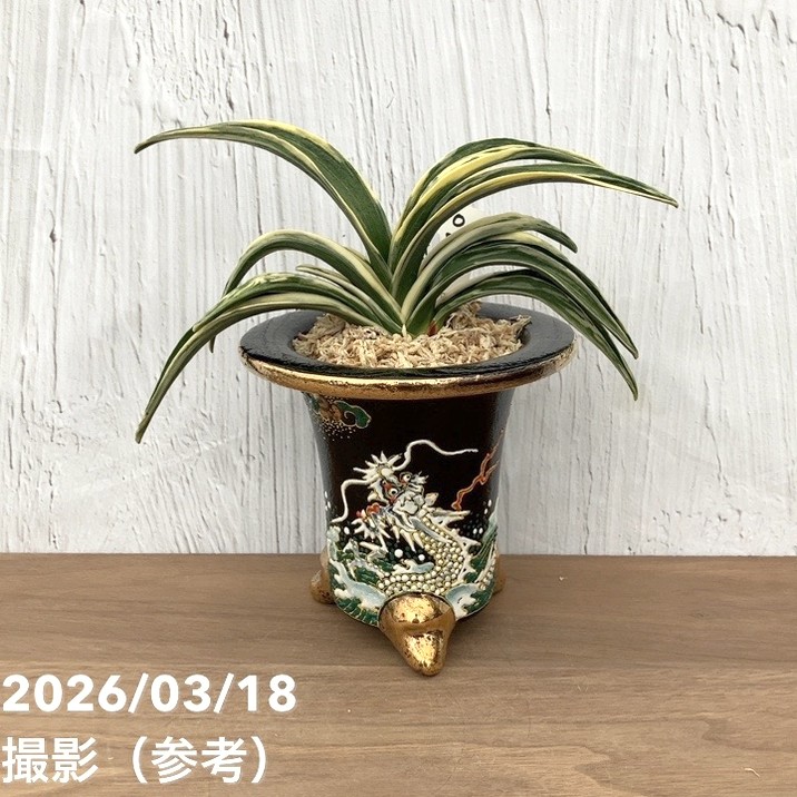 現品お届け】豊明園 万年青 オモト 新生殿（しんせいでん）錦鉢 龍
