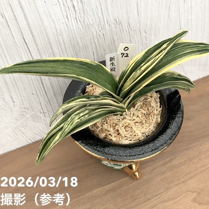万年青　新生殿 現品お届け】豊明園 万年青 オモト 新生殿（しんせいでん）錦鉢 龍