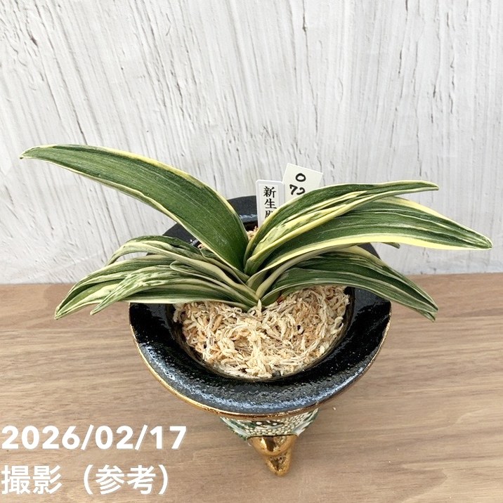 現品お届け】豊明園 万年青 オモト 新生殿（しんせいでん）錦鉢 龍