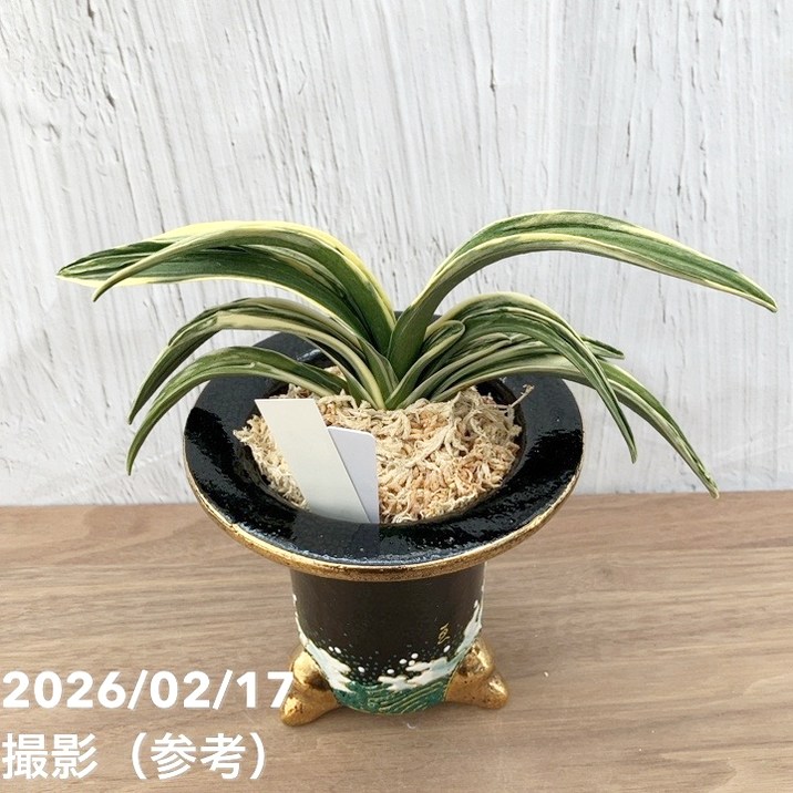 現品お届け】豊明園 万年青 オモト 新生殿（しんせいでん）錦鉢 龍