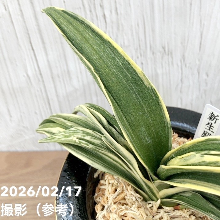 現品お届け】豊明園 万年青 オモト 新生殿（しんせいでん）錦鉢 龍