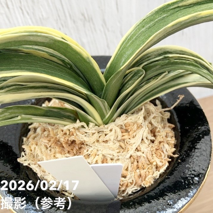 現品お届け】豊明園 万年青 オモト 新生殿（しんせいでん）錦鉢 龍