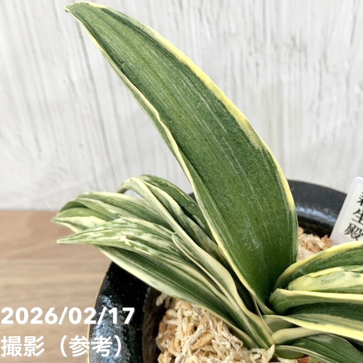 現品お届け】豊明園 万年青 オモト 新生殿（しんせいでん）錦鉢 龍