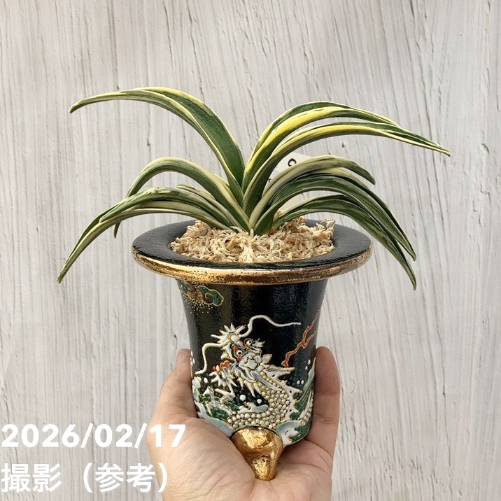 現品お届け】豊明園 万年青 オモト 新生殿（しんせいでん）錦鉢 龍