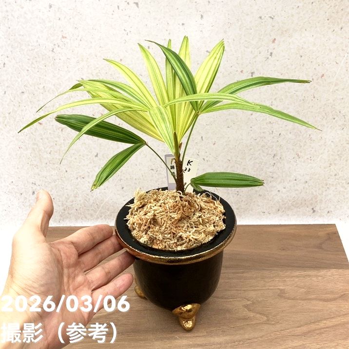 現品お届け】観音竹 カンノンチク 錦松 きんしょう 錦鉢（K33）｜観葉