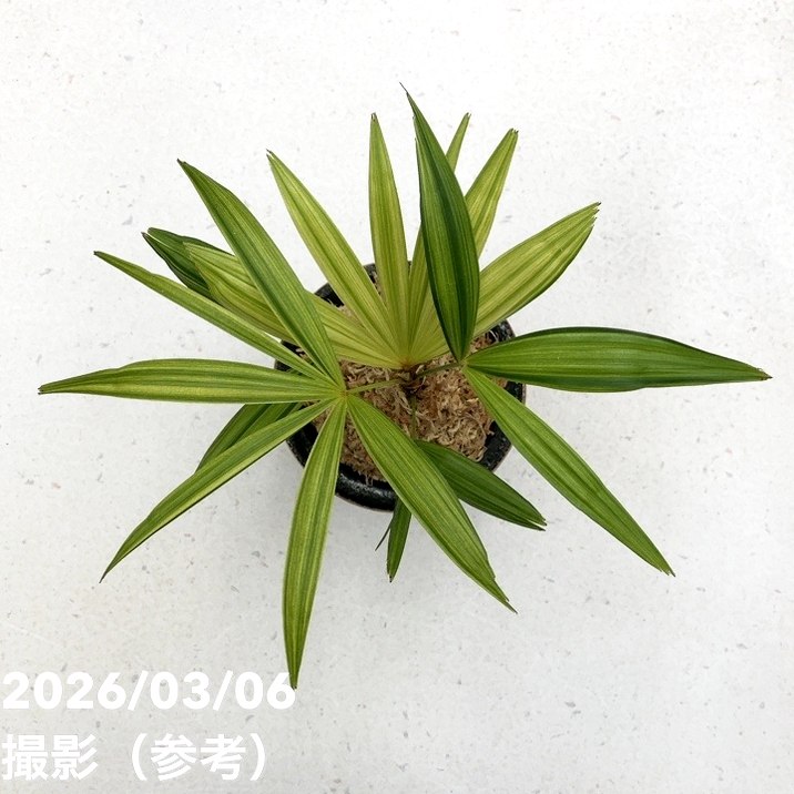 現品お届け】観音竹 カンノンチク 錦松 きんしょう 錦鉢（K33）｜観葉