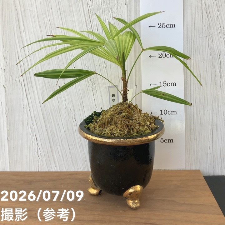 夏セール対象商品】【現品お届け】観音竹 カンノンチク 錦松 きん