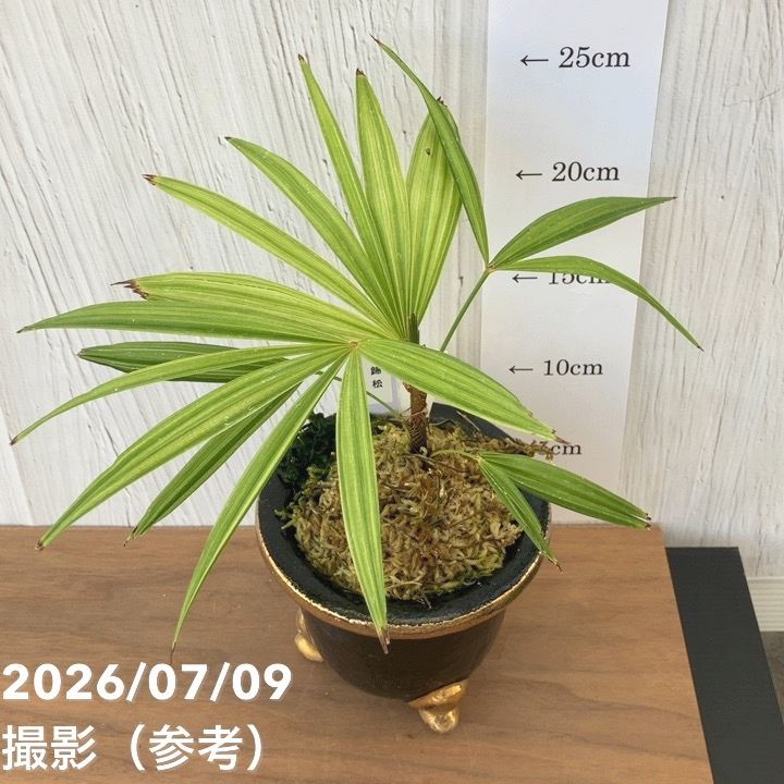 決算P5倍！10%OFF！8/2まで】【現品お届け】観音竹 カンノンチク 錦松