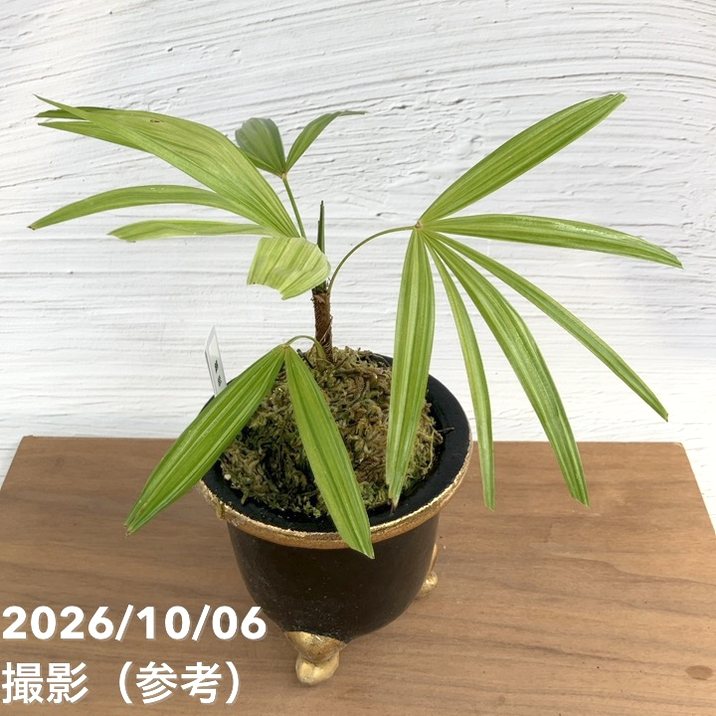 お買い得！1/5まで】【現品お届け】観音竹 カンノンチク 錦松 きん