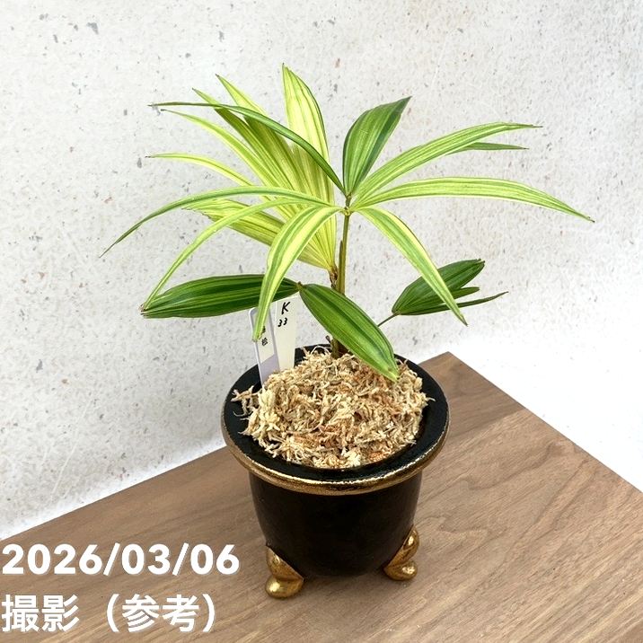 現品お届け】観音竹 カンノンチク 錦松 きんしょう 錦鉢（K33）｜観葉