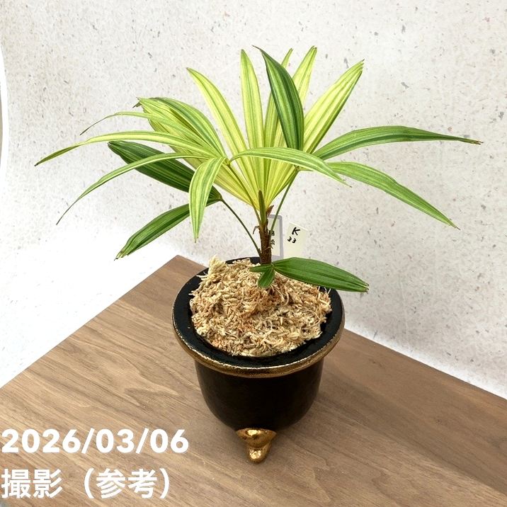 現品お届け】観音竹 カンノンチク 錦松 きんしょう 錦鉢（K33）｜観葉