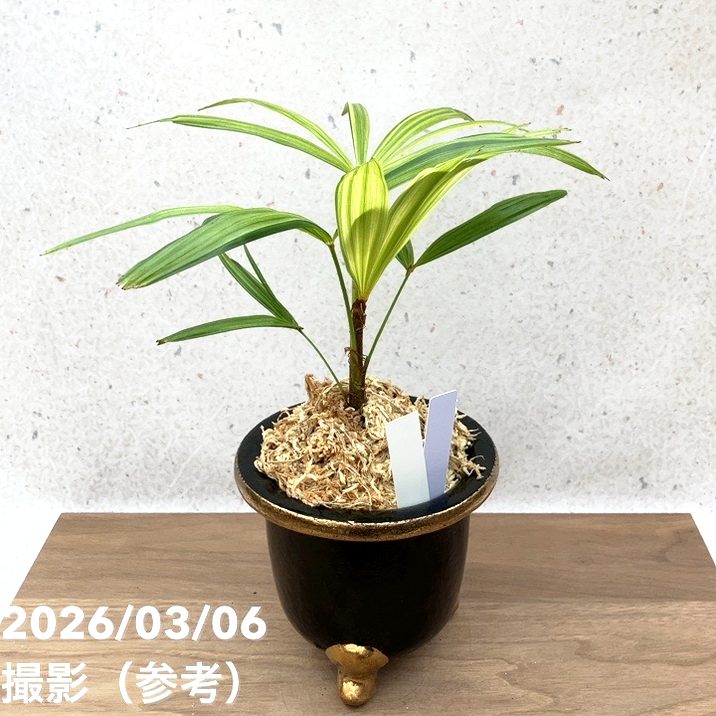 現品お届け】観音竹 カンノンチク 錦松 きんしょう 錦鉢（K33）｜観葉