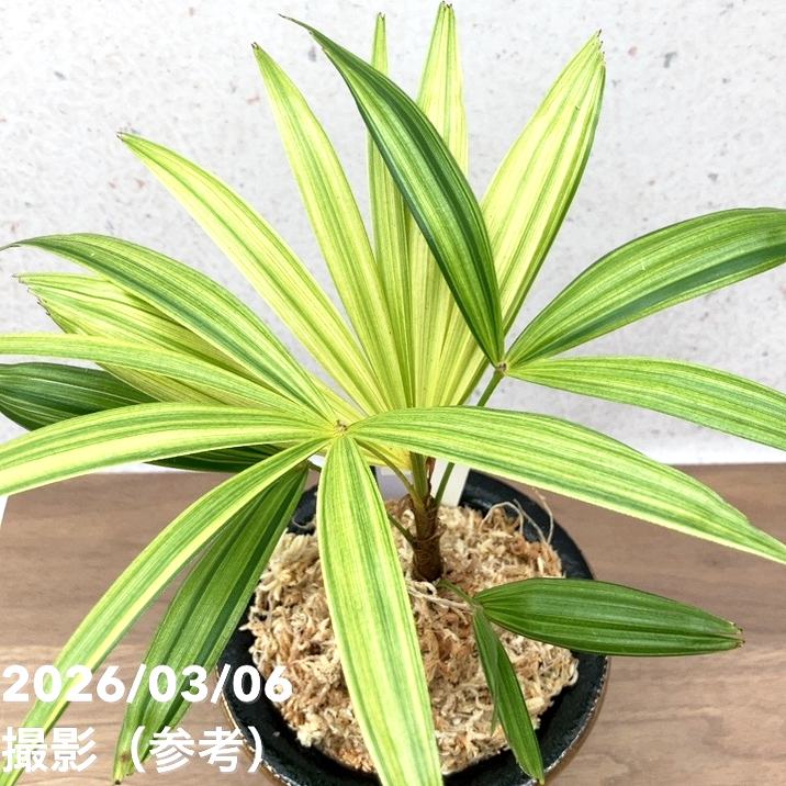 現品お届け】観音竹 カンノンチク 錦松 きんしょう 錦鉢（K33）｜観葉