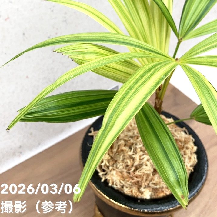 現品お届け】観音竹 カンノンチク 錦松 きんしょう 錦鉢（K33）｜観葉