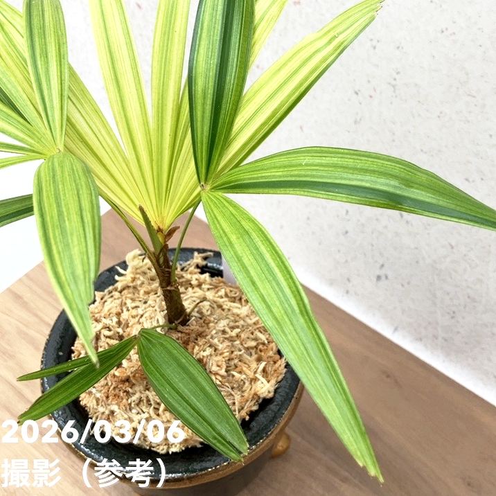 現品お届け】観音竹 カンノンチク 錦松 きんしょう 錦鉢（K33）｜観葉