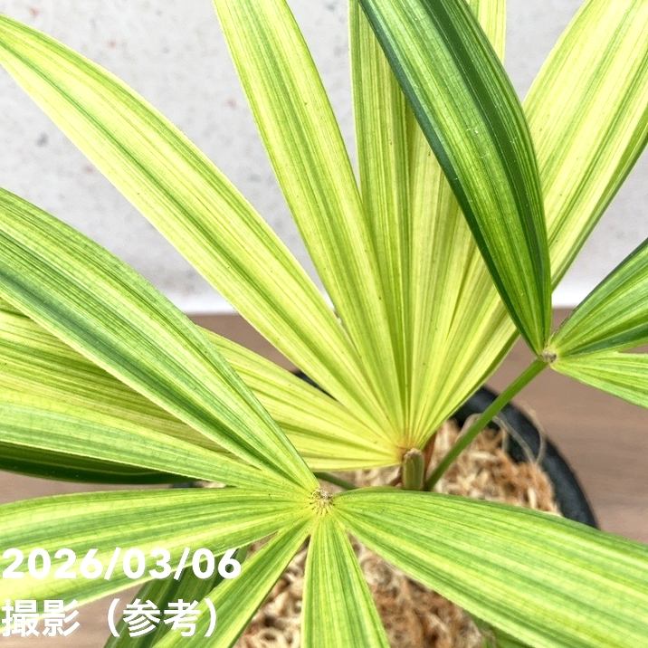 現品お届け】観音竹 カンノンチク 錦松 きんしょう 錦鉢（K33）｜観葉